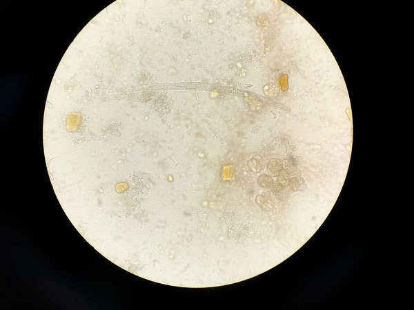 Quali sono le soluzioni migliori per il controllo dei parassiti esterni in un gatto di razza American Shorthair?