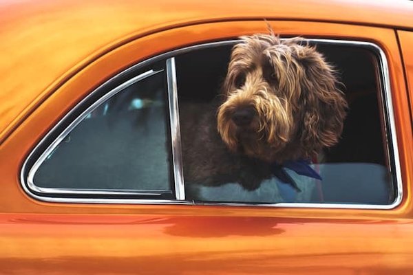 Quali sono le raccomandazioni per il trasporto sicuro di animali domestici in auto?